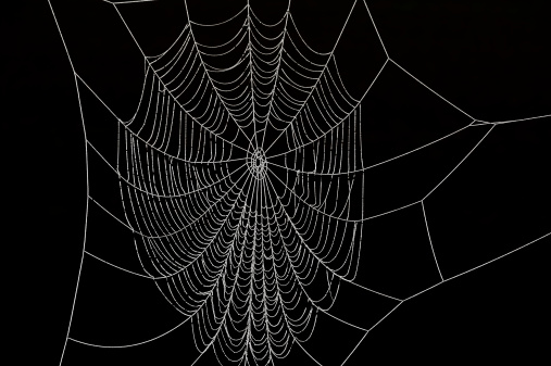 Frozen spider web against black background