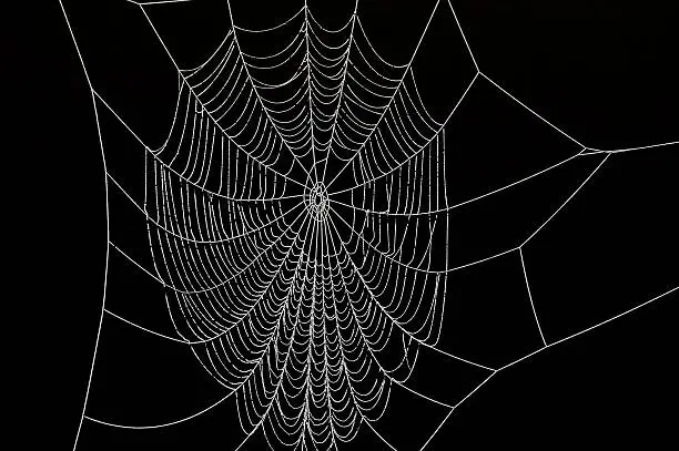 Frozen spider web against black background