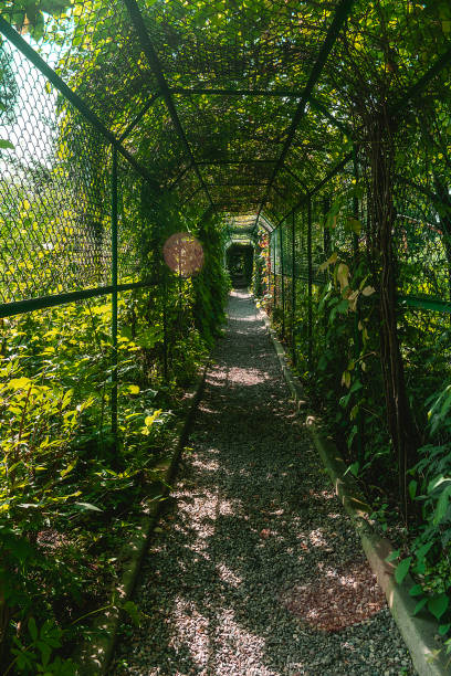 istock Pergola covered with plants. Long tunnel for climbing plants on a sunny day. 1564727767