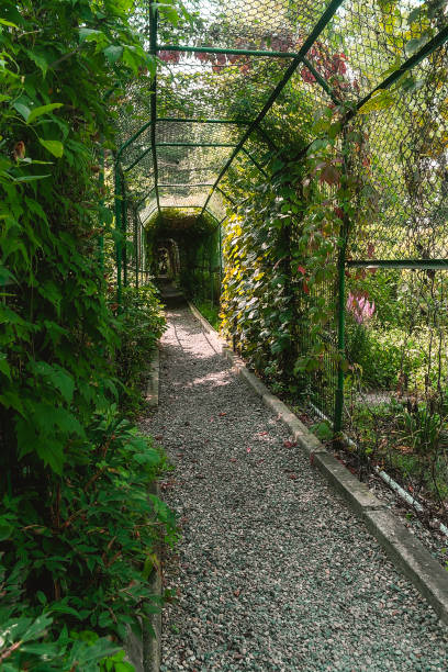 istock Pergola covered with plants. Long tunnel for climbing plants on a sunny day. 1564729878