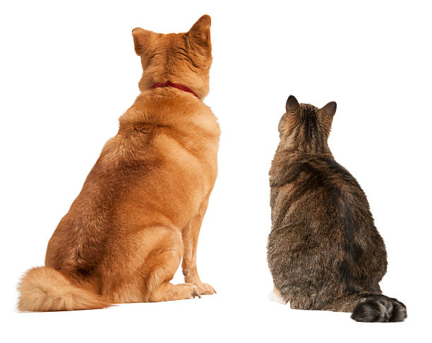 Cat and dog looking up stock photo