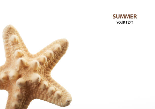 Shells and starfish on a blue background. Summer background with place for your text. Sea theme.