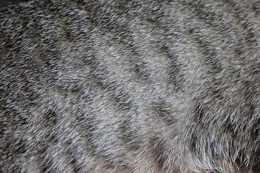 In this captivating image, we are treated to a close-up view of a textured background featuring the luxurious and soft fur of a cat. The intricate patterns and varying shades of the fur create a mesmerizing visual feast for the eyes. Each strand of fur is delicately captured, showcasing the cat's natural beauty and the fine details that make its coat unique. The texture of the fur seems to come alive, inviting you to reach out and feel its velvety softness.\n\nAs you immerse yourself in this textured background, you can almost imagine the gentle purring of the cat, as if it were right there, content and relaxed. The contrasting colors and patterns add depth and character to the fur, revealing the complexity and elegance of nature's design.\n\nThis captivating image is a delightful celebration of the feline world, where each cat's fur becomes a work of art, a testament to the wonders of the animal kingdom. Whether you are a cat lover or simply appreciate the beauty of nature, this textured background of cat fur is sure to captivate and enchant your senses.