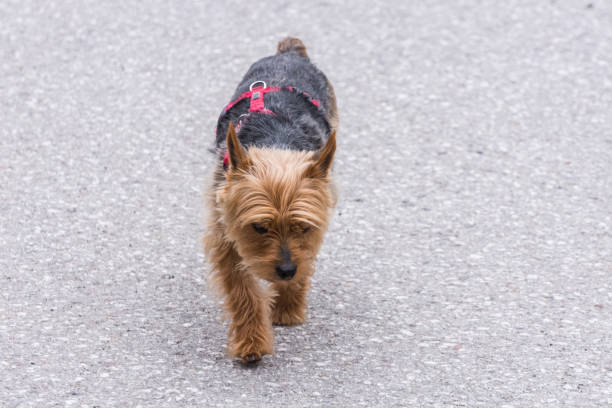 親愛なる犬は灰色の通りを歩きます - dachshund humor running beginnings ストックフォトと画像