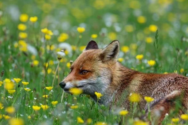 istock red fox in the spring flowers 1564750982