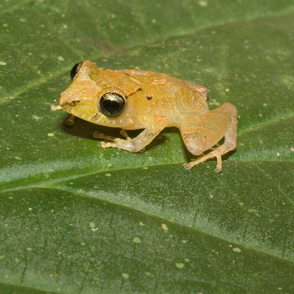 Kichwa Rain Frog (Pristimatis kichwarum); a small amazon frog ion a leaf at night in the rainforest of south east Ecuador, South America