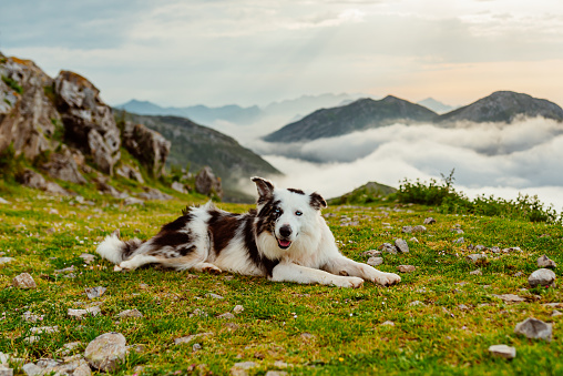 shepherd dog of breed border collie lying in the field of a mountain
