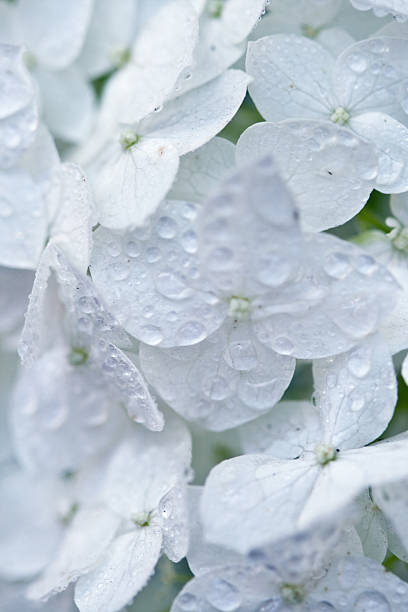 hortensia avec gouttes d'eau blanches - hortense photos et images de collection