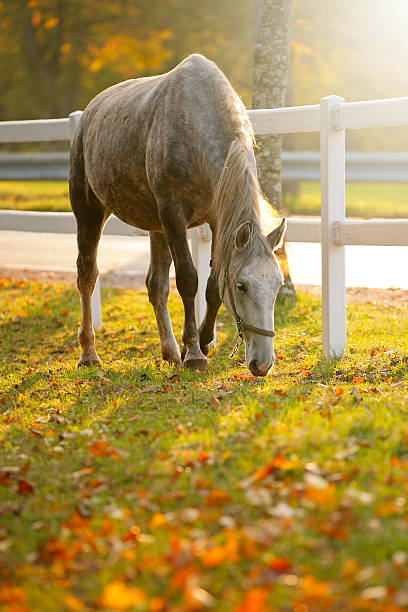 Lipizzan Pferd beim Grasen – Foto