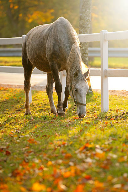 Lipizzan horse grazing in early autumn evening
