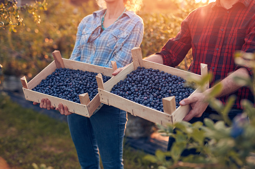 Farmers picking fresh blueberries on a family farm.