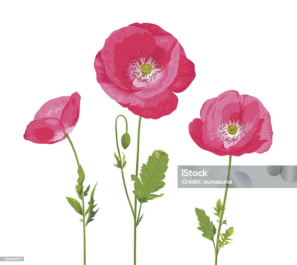 Poppy - Lizenzfrei Blume Vektorgrafik