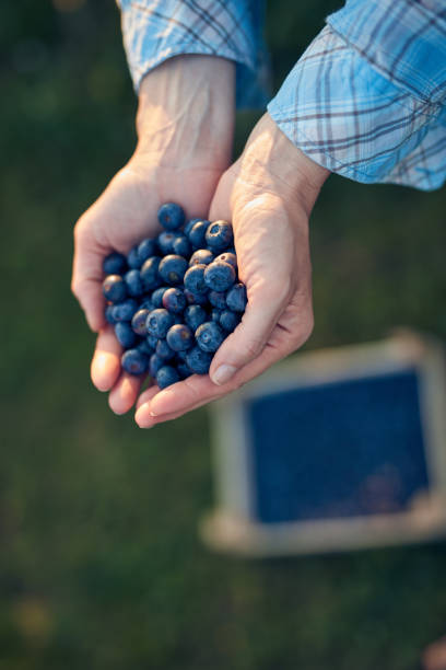 istock Woman holding fresh blueberries on a farm. 1564808053