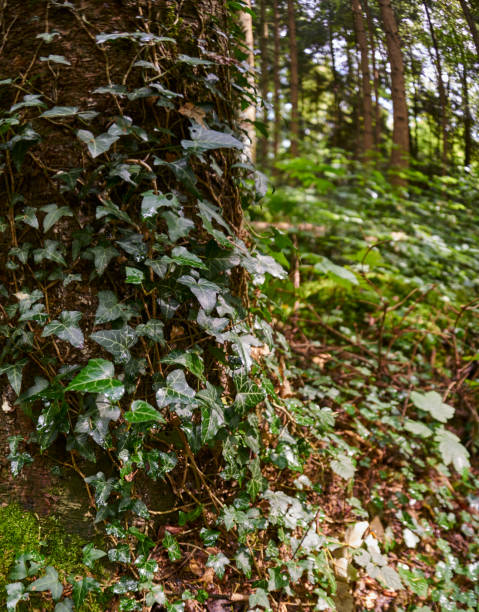 istock ivy on the tree after the rain in forest 1564808612