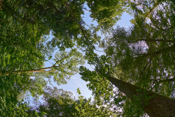 istock blue sky under the arch of trees in the forest 1564809140
