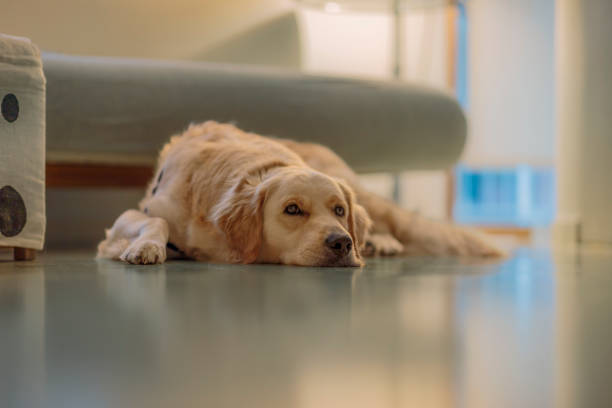 istock Dog in the floor 1564818512