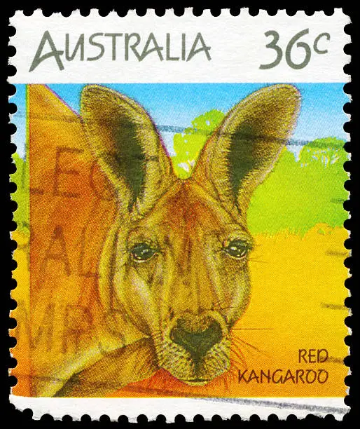 Photo of Kangaroo