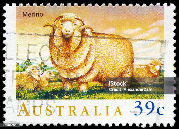 Merino Foto de stock y más banco de imágenes de Animal - Animal, Australia, Carnero