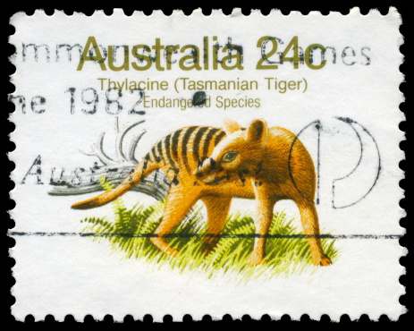 A Stamp printed in AUSTRALIA shows the Tasmanian Tiger, Endangered Species series, circa 1981