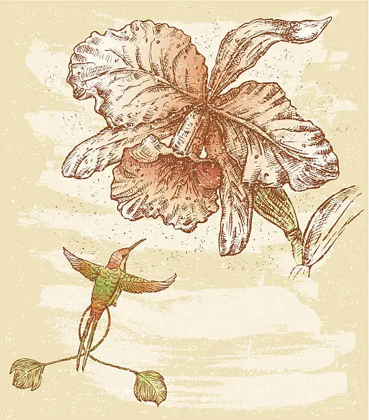 Vector illustration of Orchid and bird
