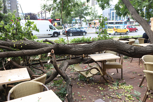 Tree fallen on a restaurant, damaged by storm and strong wind.