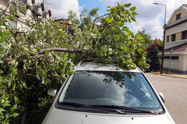 istock Car damaged by a fallen branch 1564835000