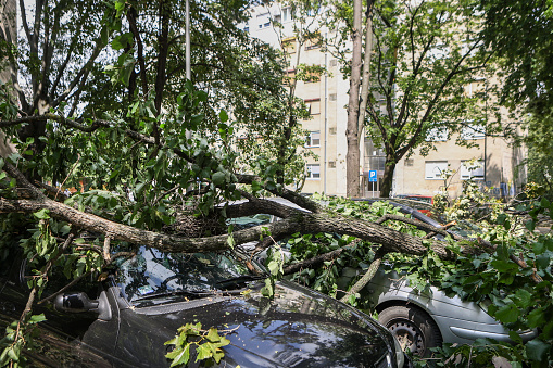 Tree fallen on car damaged by storm and strong wind.