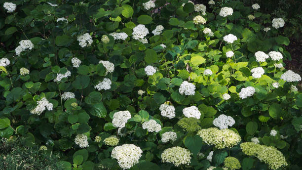 istock High angle view of white flowering plants 1564838815