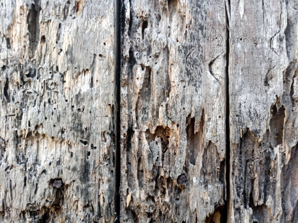 istock The wood was broken because it was destroyed by termites. 1564842102