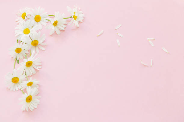 istock white chamomile flowers on pink background in sunlight 1564847373