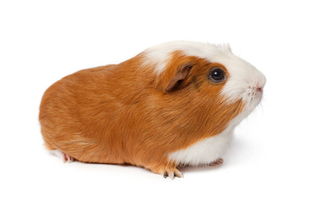 istock Single cute guinea Pig isolated on white background close up 1564850128