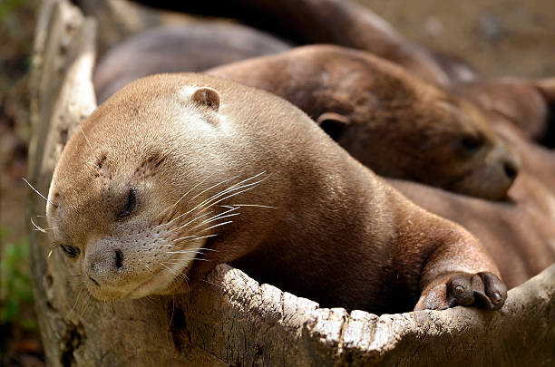 istock Portrait of giant otter 156485410