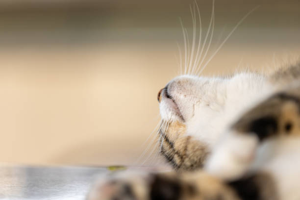 small domestic cat, pet on a macro scale with close-up of the eye and nose as well as fur
