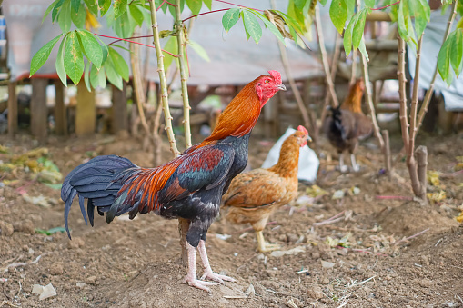 Rooster and Hen in cassava garden