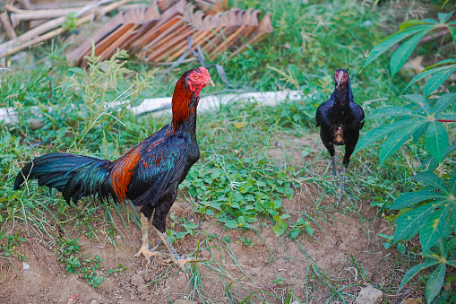 Rooster and Hen in the vegetable garden