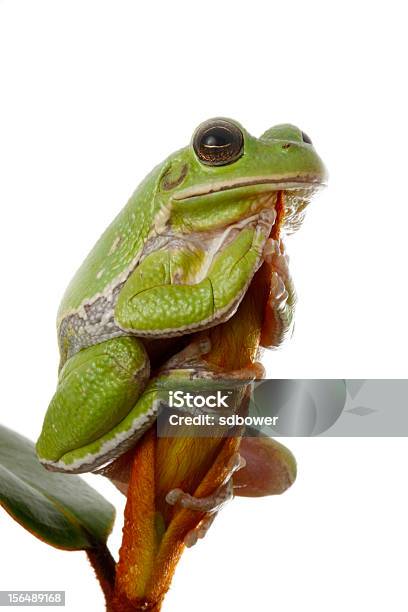 Laubfrosch Auf Den Magnolia Blossom Bud Stockfoto und mehr Bilder von Florida - USA - Florida - USA, Isoliert, Amphibie