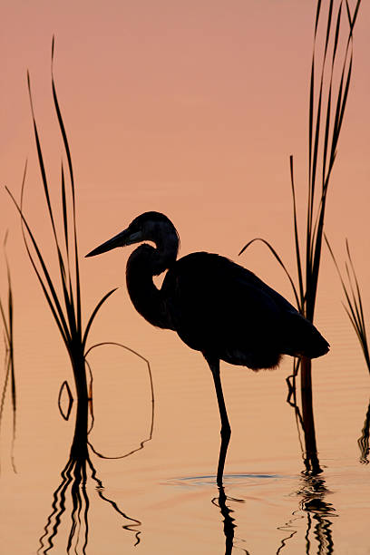 istock Great Blue Heron Silhouette at Sunrise 156489188