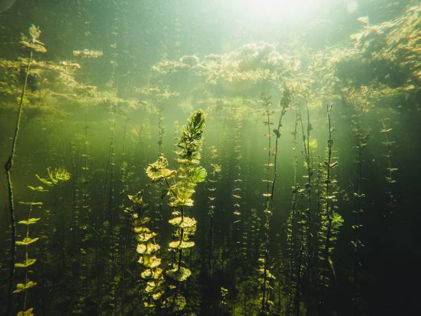 istock underwater vegetation under water and sun shining through the clouds, 1564896194