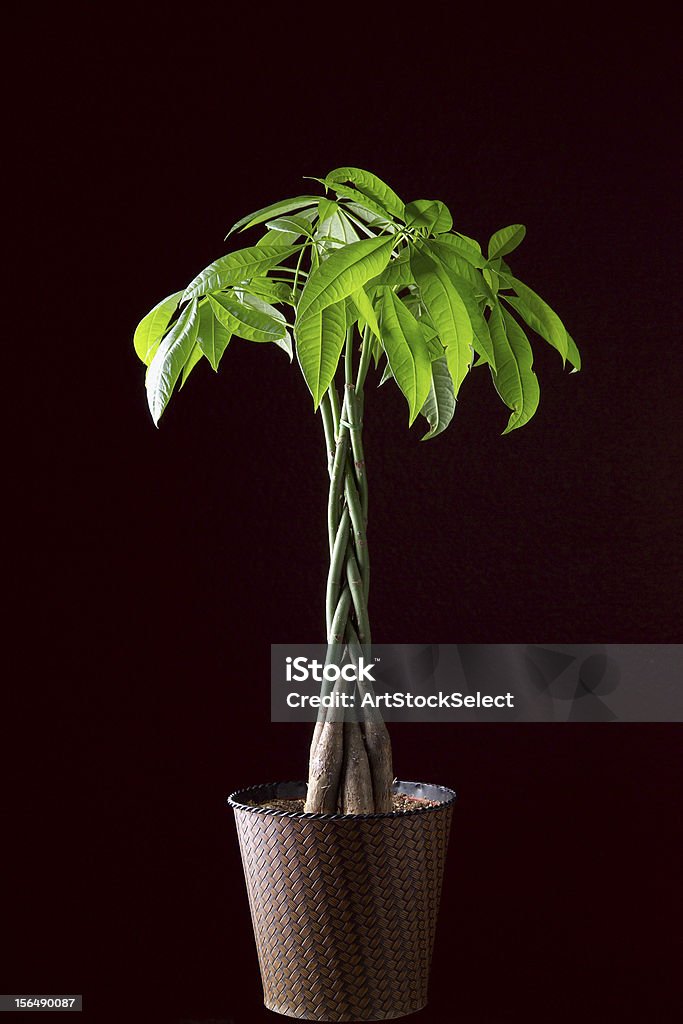 Money Tree Plant Potted Money Tree Plant with black background. Chinese legend has it that the money tree (搖錢樹) is a kind of holy tree, which can bring money and fortune to the people, and that it is a symbol of affluence, nobility and auspiciousness. It can be traced back to primitive societies when the adoration of a holy tree was prevalent. Honesty Plant Stock Photo