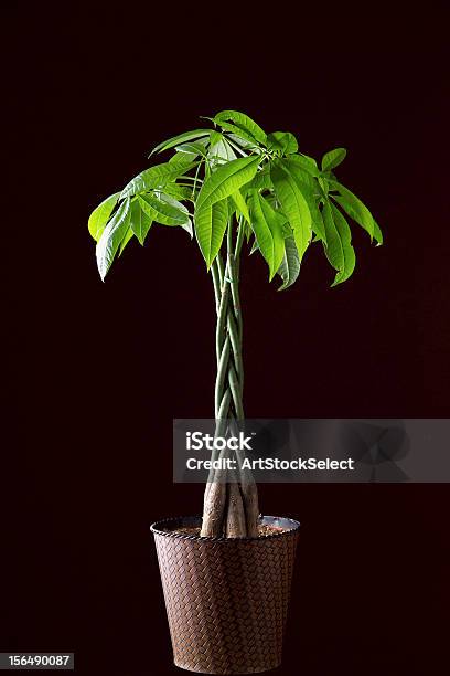 Money Tree Plant Stock Photo - Download Image Now - Honesty Plant, Money Tree, Black Background