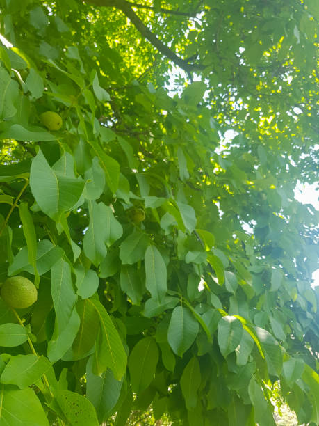 istock Landscape of green walnut leaves 1564904772
