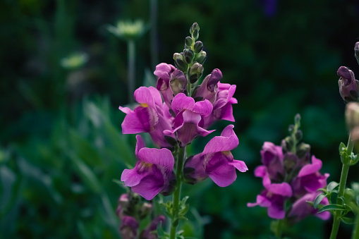 Garden snapdragon ( Dragon's mouth, Common snapdragon, Dragon plant, Antirrhinum majus)