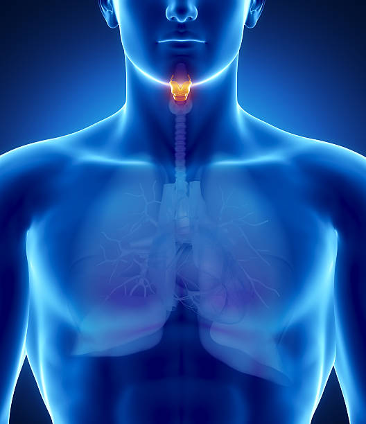 istock Male larynx anatomy 156491906