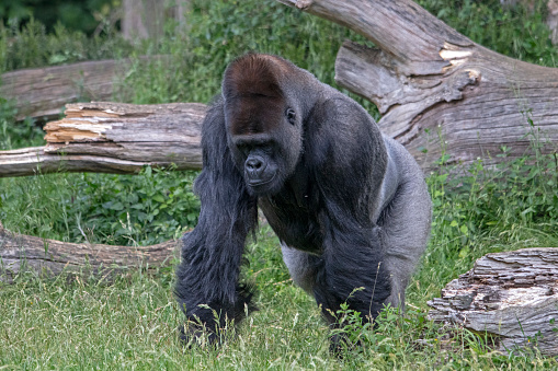 Large male gorilla, also called silverback, seen from the front in the vegetation
