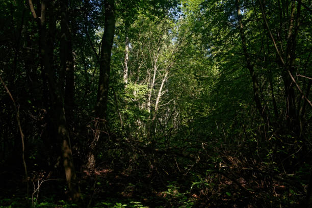 istock A sunny day in a dense forest in summer 1564928494