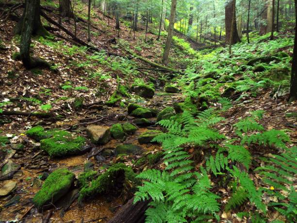 park stanowy cook forest w pensylwanii - clarion zdjęcia i obrazy z banku zdjęć