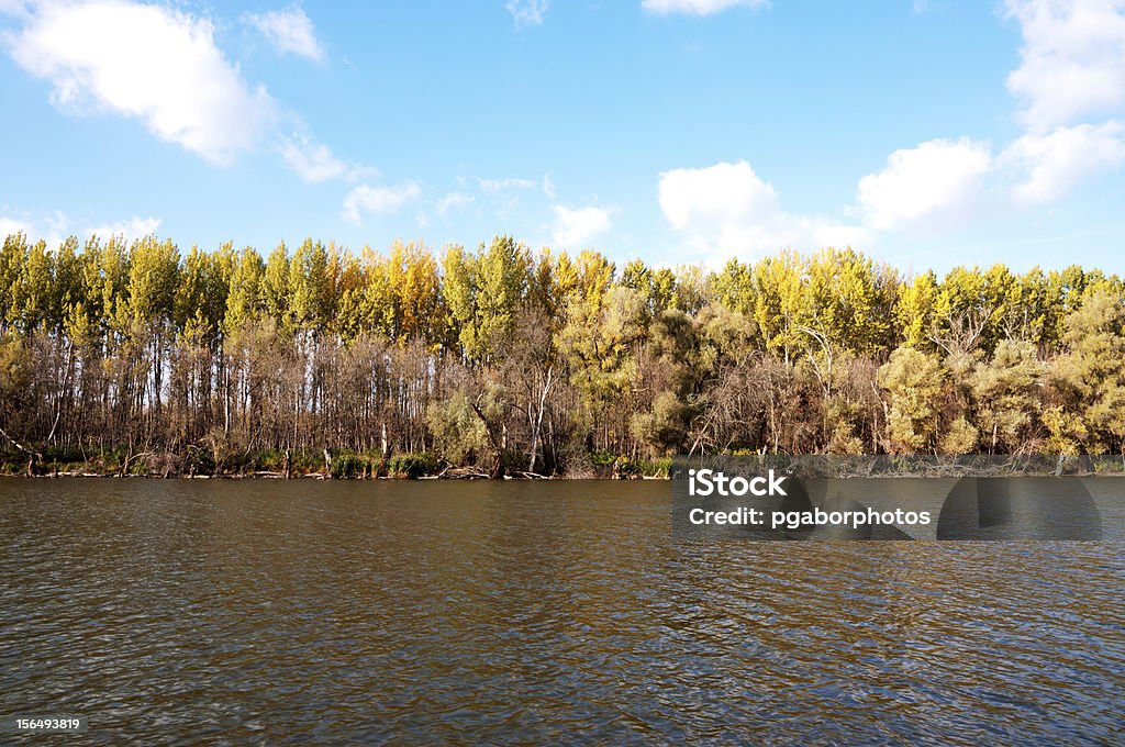 Forêt d'automne dans la rivière - Photo de Arbre libre de droits