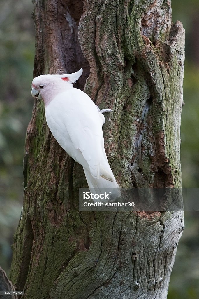 Amazone de Leadbeater - Photo de Australie libre de droits