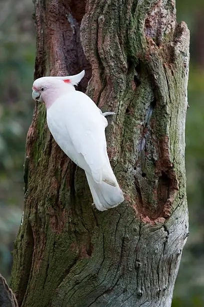 Major Mitchell parrot outside it's nest, a hollow tree trunk. Australian bird.