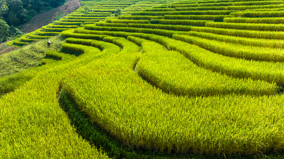 landscape for background of rice terraces field by harvesting season, at Ban Pa Bong Piang Chiang Mai Province, Northern of Thailand,  aerial view